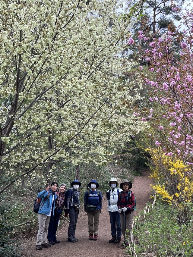 春爛漫、色彩豊かな桃源郷をめぐる山旅‼️ 福島市の花見山から十万劫山でした。